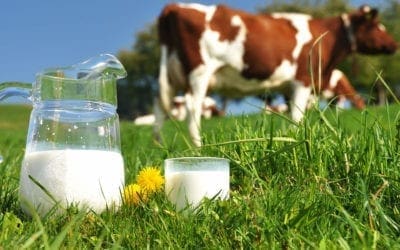 Breast Cancer Risk Escalates from Dairy Milk Consumption: New Study